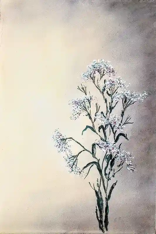 Baby’s Breath