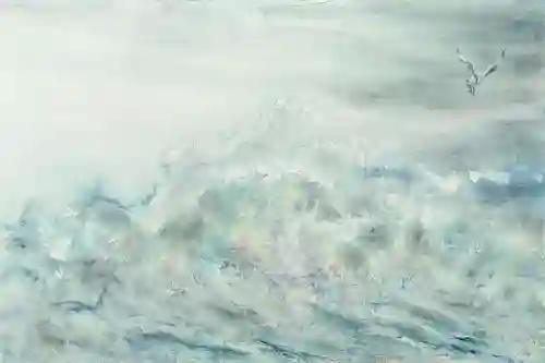 Wind Surfing Gull