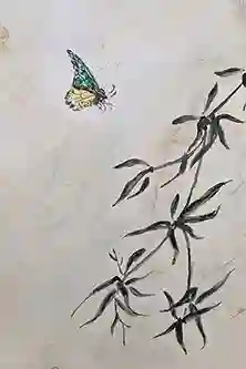 Asian Butterfly