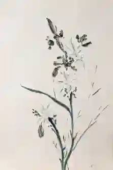 Serene Floral