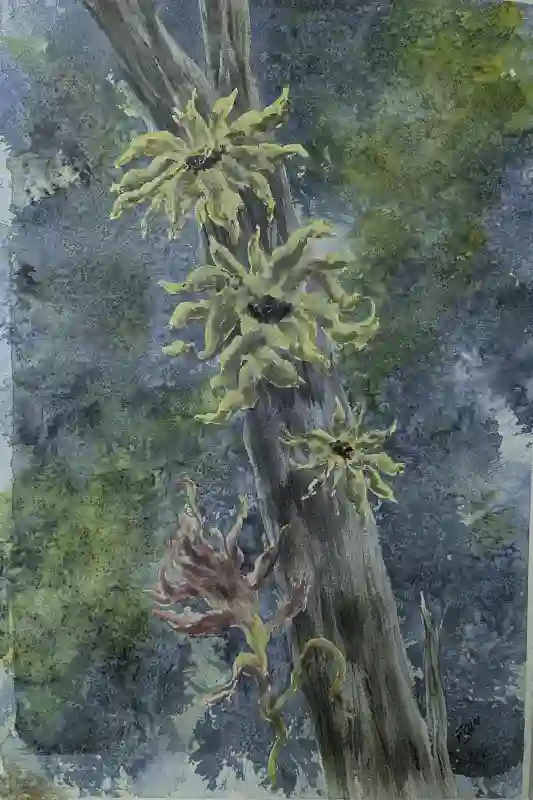 Sunburst Blooms on Weathered Trunk