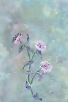 Gentle Blooms