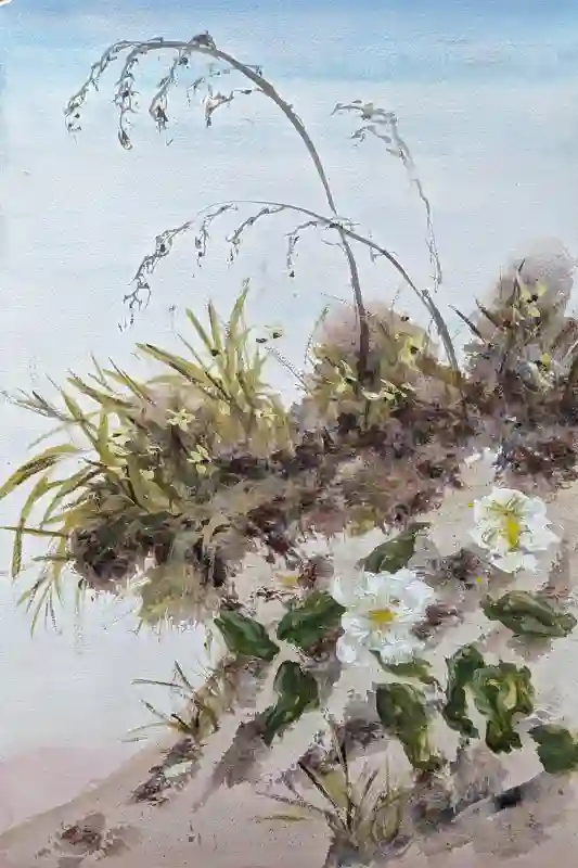 Dunes In Bloom
